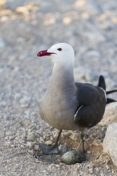 Heermanns gull (Larus heermanni) adult with egg, Isla Rasa, Gulf of California (Sea of Cortez), Mexico, North America