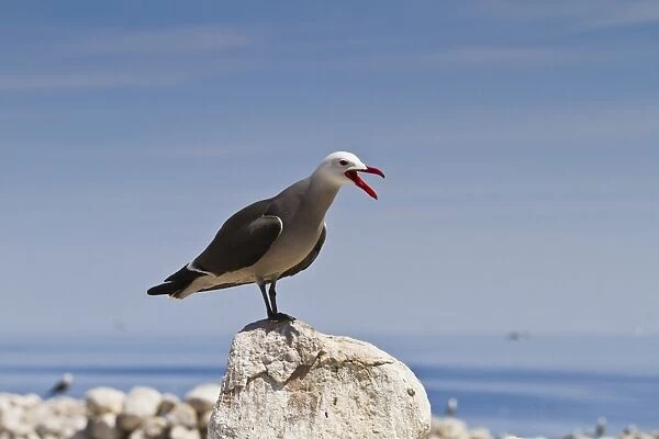Heermanns gull (Larus heermanni), Isla Rasa, Gulf of California (Sea of Cortez), Mexico, North America