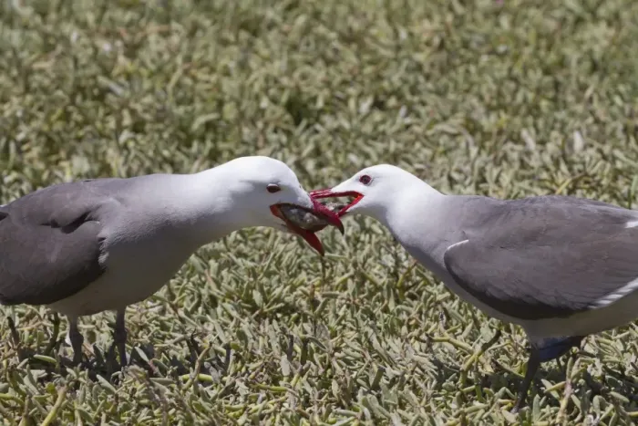 Framed Print : Heermanns gull (Larus heermanni) male feeding female, Isla Rasa, Gulf of California (Sea of Cortez), Mexico, North America Framed Print : Heermanns gull (Larus heermanni) male feeding female, Isla Rasa, Gulf of California (Sea of Cortez), Mexico, North America