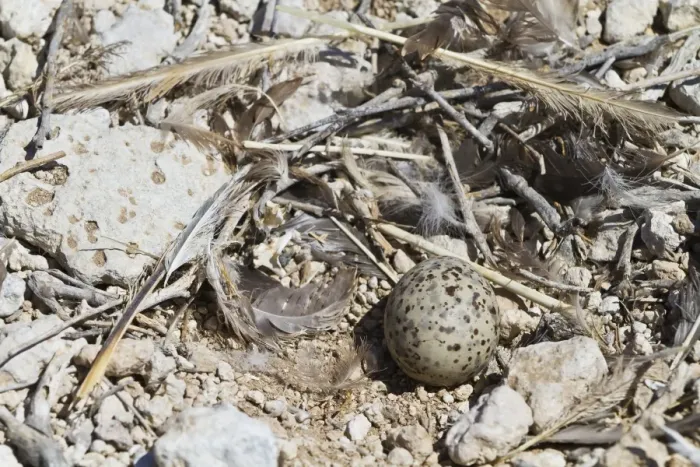 Framed Print : Heermanns gull (Larus heermanni) nest with egg, Isla Rasa, Gulf of California (Sea of Cortez), Mexico, North America Framed Print : Heermanns gull (Larus heermanni) nest with egg, Isla Rasa, Gulf of California (Sea of Cortez), Mexico, North America