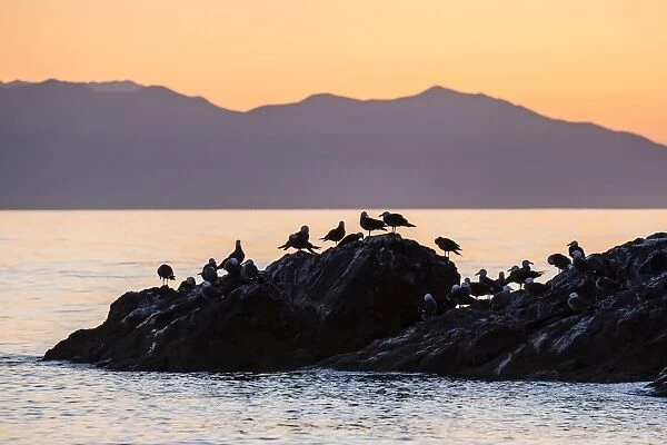 Heermanns gulls (Larus heermanni) at sunset on Isla Rasita, Baja California, Mexico