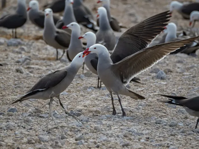 Framed Print : Heermann's gulls (Larus heermanni), quarreling at breeding colony on Isla Rasa, Baja California, Sea of Cortez, Mexico, North Anerica