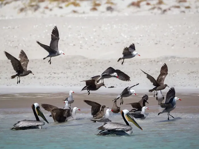 Framed Print : Heermann's gulls (Larus heermanni), feeding on the beach at Isla Carmen, Baja California Sur, Sea of Cortez, Mexico, North America