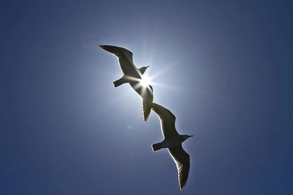 Heermanns gulls (Larus heermanni), Isla Rasa, Gulf of California (Sea of Cortez), Mexico, North America