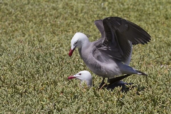 Heermanns gulls (Larus heermanni) mating, Isla Rasa, Gulf of California (Sea of Cortez), Mexico, North America