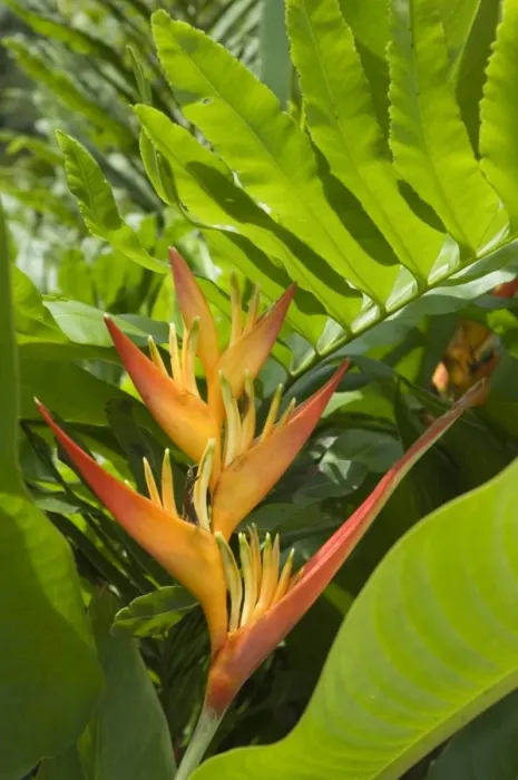 Framed Print : Heliconia, Costa Rica