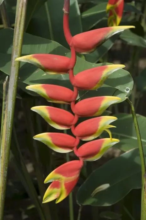Framed Print : Heliconia flower, Costa Rica, Central America