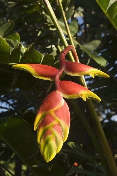 Heliconia flower, Costa Rica, Central America