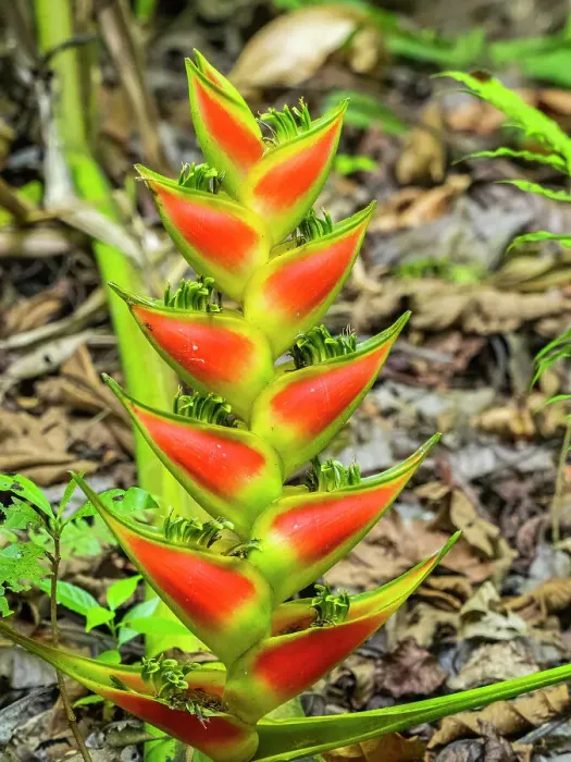 Framed Print : A Heliconia (Heliconia wagneriana) just starting to flower in Rio Seco, Costa Rica, Central America