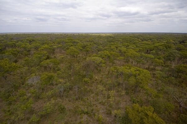 Helicopter flight over Busanga Plains, Kafue National Park, Zambia, Africa