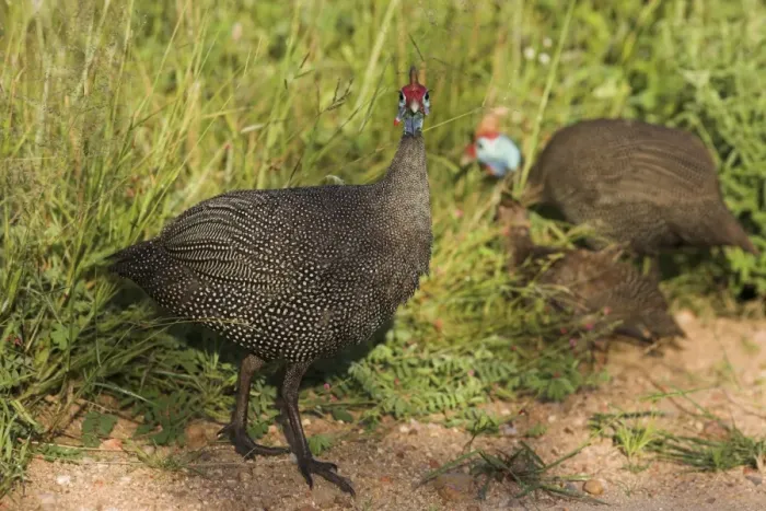 Framed Print : Helmeted guineafowl Framed Print : Helmeted guineafowl