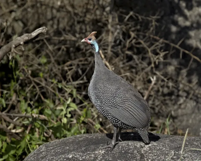 Framed Print : Helmeted guineafowl (Numida meleagris), Serengeti National Park, Tanzania, East Africa, Africa Framed Print : Helmeted guineafowl (Numida meleagris), Serengeti National Park, Tanzania, East Africa, Africa