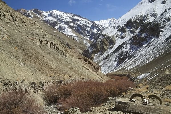 Hemis National Park in winter, Ladakh, India, Asia