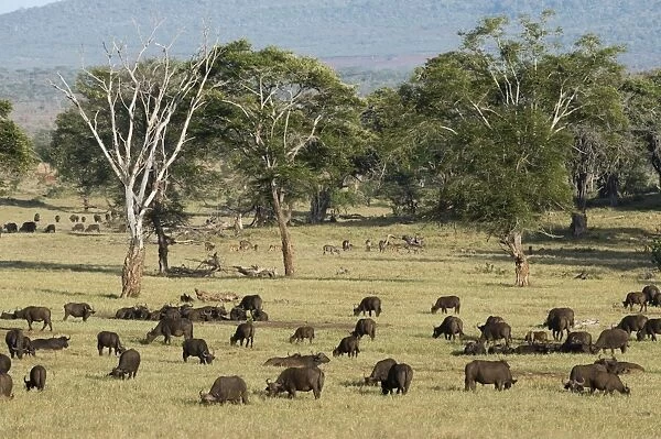 A herd of African buffalo (Syncerus caffer) grazing in a plain, Tsavo, Kenya, East Africa