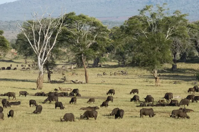 Framed Print : A herd of African buffalo (Syncerus caffer) grazing in a plain, Tsavo, Kenya, East Africa Framed Print : A herd of African buffalo (Syncerus caffer) grazing in a plain, Tsavo, Kenya, East Africa