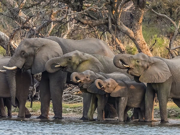 A herd of African bush elephants (Loxodonta africana) on the upper Zambezi River