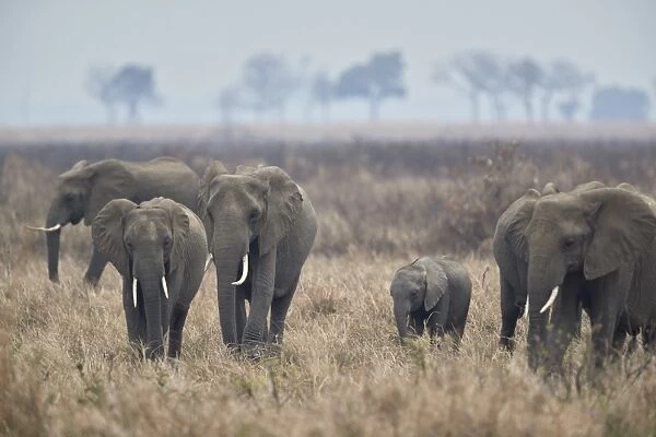 Herd of African elephant (Loxodonta africana), Mikumi National Park, Tanzania, East Africa