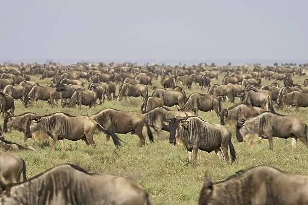 Herd of blue wildebeest (brindled gnu) (Connochaetes taurinus), Serengeti National Park