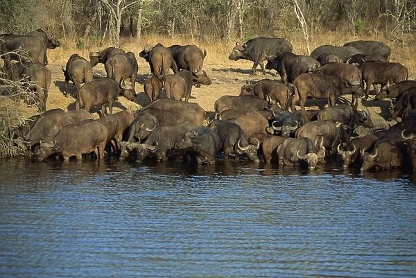 A herd of Cape buffalo (Syncerus caffer) drinking at a water hole