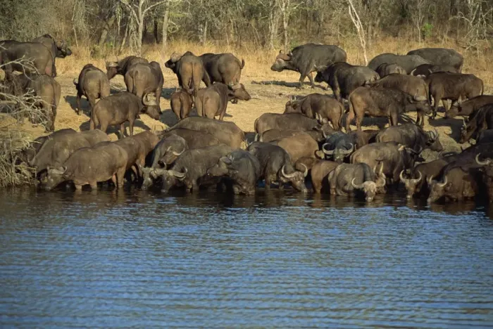 Framed Print : A herd of Cape buffalo (Syncerus caffer) drinking at a water hole Framed Print : A herd of Cape buffalo (Syncerus caffer) drinking at a water hole