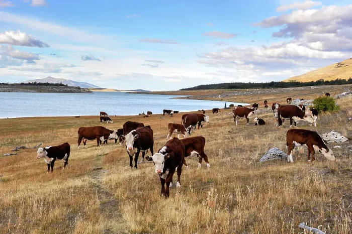 Framed Print : Herd of cows, Estancia Nibepo Aike on the Argentino lakeshore, around El Calafate, Patagonia, Argentina, South America Framed Print : Herd of cows, Estancia Nibepo Aike on the Argentino lakeshore, around El Calafate, Patagonia, Argentina, South America