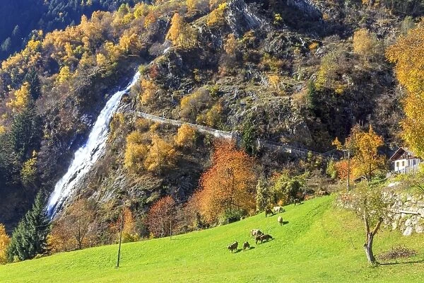 Herd of cows grazing at the foot of the waterfall, Parcines Waterfall, Parcines, Val Venosta