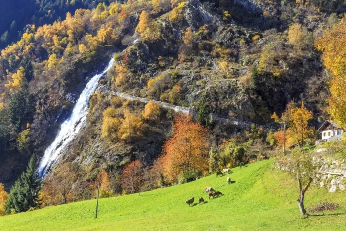 Framed Print : Herd of cows grazing at the foot of the waterfall, Parcines Waterfall, Parcines, Val Venosta Framed Print : Herd of cows grazing at the foot of the waterfall, Parcines Waterfall, Parcines, Val Venosta