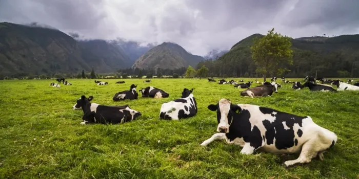 Framed Print : Herd of cows at Hacienda Zuleta Farm, Imbabura, Ecuador, South America Framed Print : Herd of cows at Hacienda Zuleta Farm, Imbabura, Ecuador, South America