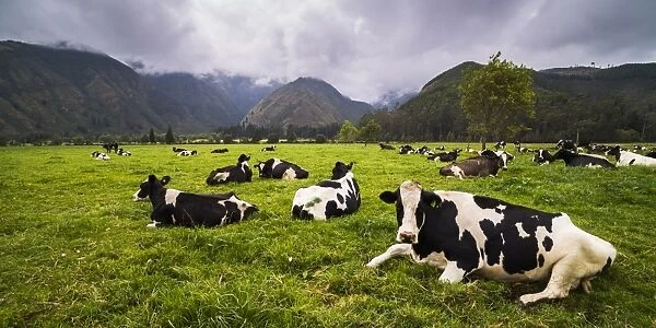 Herd of cows at Hacienda Zuleta Farm, Imbabura, Ecuador, South America