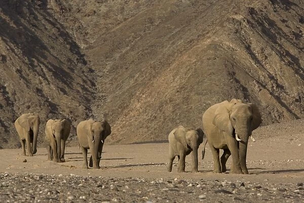 Herd of desert-dwelling elephant (Loxodonta africana africana)