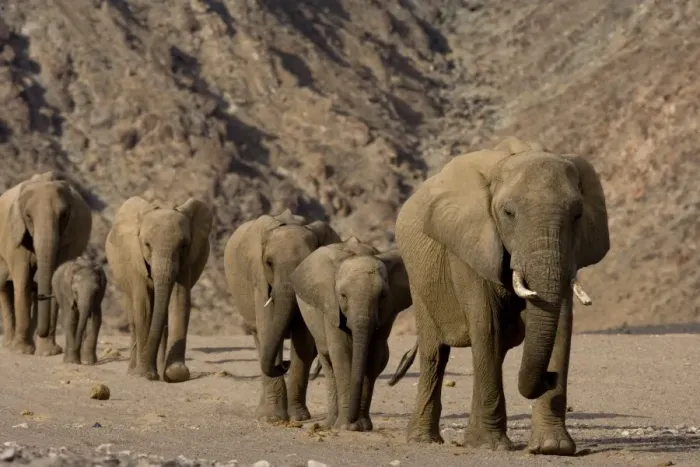 Framed Print : Herd of desert-dwelling elephants (Loxodonta africana africana) Framed Print : Herd of desert-dwelling elephants (Loxodonta africana africana)