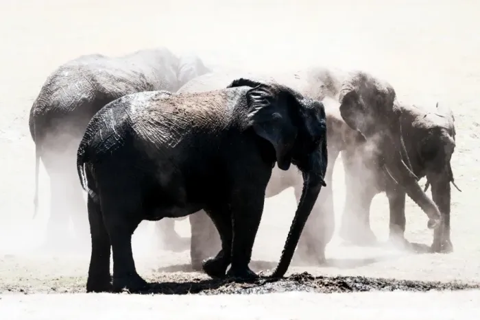 Framed Print : Herd of elephants in the dust, Chobe National Park, Botswana, Africa Framed Print : Herd of elephants in the dust, Chobe National Park, Botswana, Africa