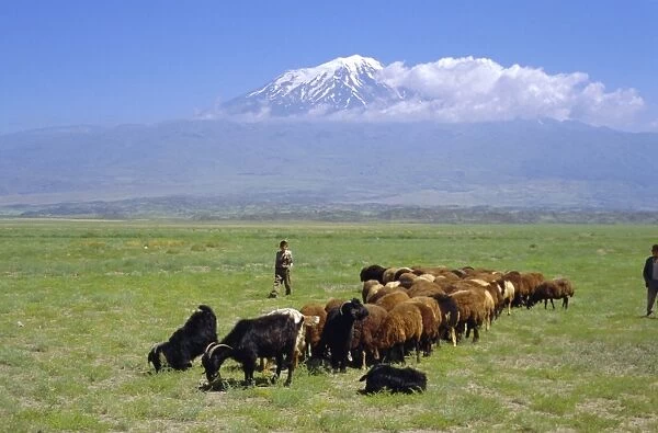 Herd of goats and goatherder in the plains beneath Mount Ararat
