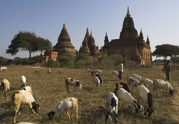 Herd of goats grazing in front of temples in the Bagan (Pagan) archaeological zone