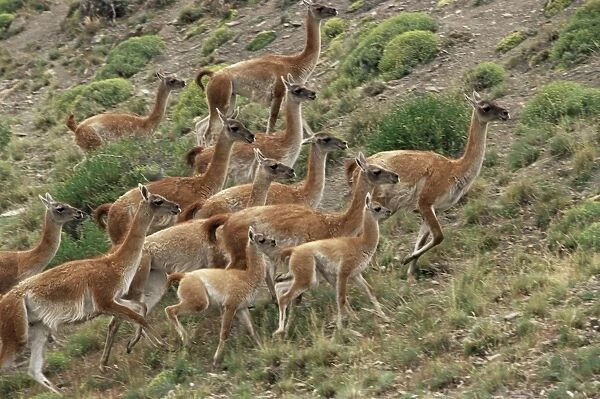 A herd of guanacos (Lama guanicoe), Torres del Paine National Park, Patagonia