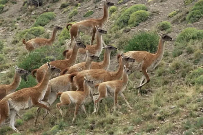 Framed Print : A herd of guanacos (Lama guanicoe), Torres del Paine National Park, Patagonia Framed Print : A herd of guanacos (Lama guanicoe), Torres del Paine National Park, Patagonia