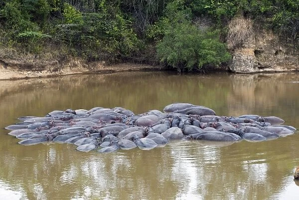 Herd of Hippopotamuses, (Hippopotamus amphibius), Masai Mara National Reserve