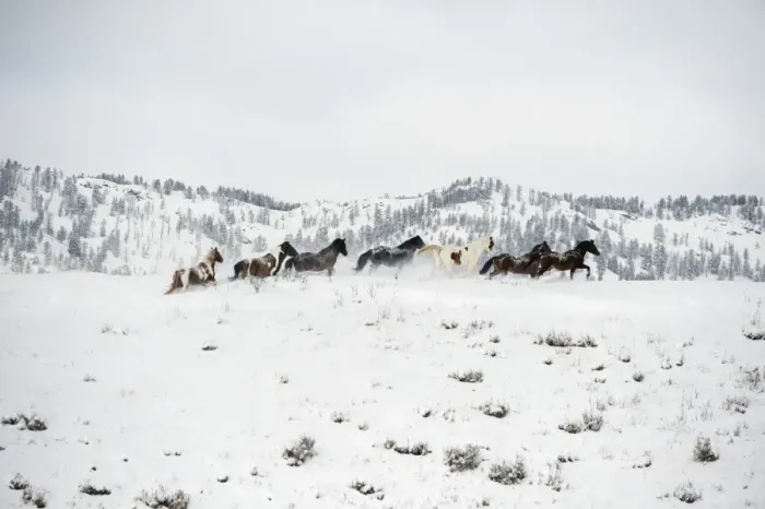 Framed Print : Herd of horses (Equus ferus caballus), Montana, United States of America, North America Framed Print : Herd of horses (Equus ferus caballus), Montana, United States of America, North America