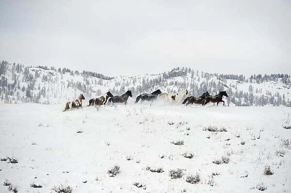 Herd of horses (Equus ferus caballus), Montana, United States of America, North America
