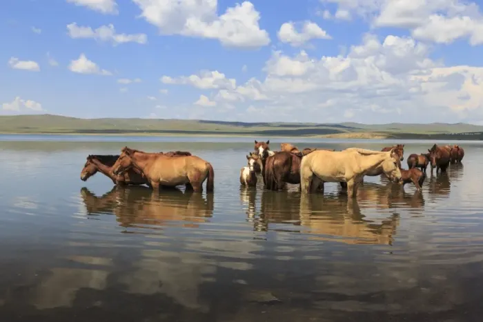 Framed Print : Herd of horses and foals cool off by standing in a lake in summer, Arkhangai, Central Mongolia Framed Print : Herd of horses and foals cool off by standing in a lake in summer, Arkhangai, Central Mongolia
