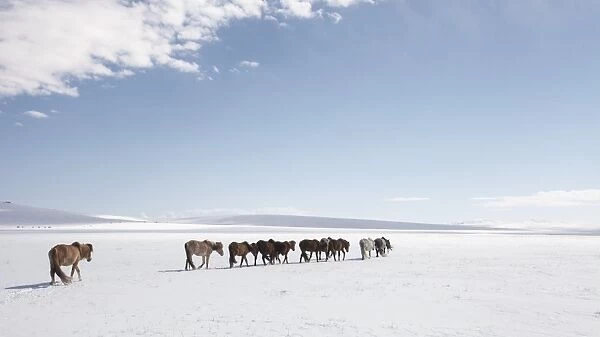 A herd of horses walks on the frozen lands of Mongolia, Central Asia, Asia