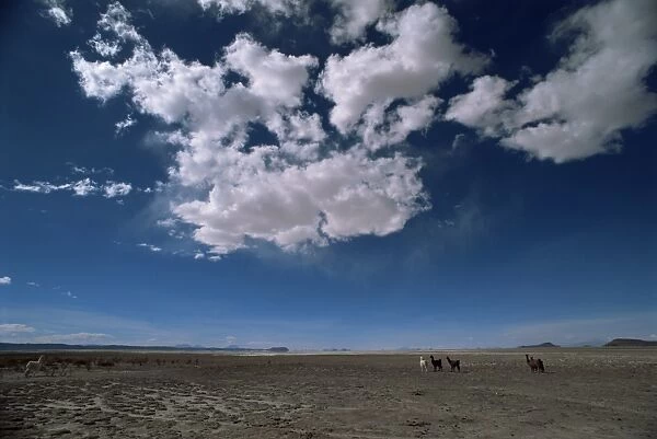 Herd of llama between Uyuni and San Pedro de Atacama, Bolivia, South America