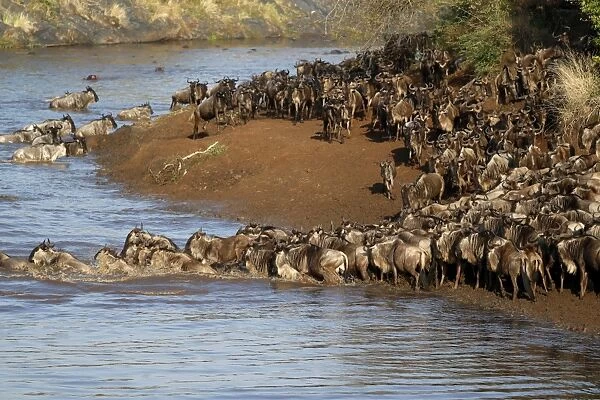 Herd of migrating wildebeest (Connochaetes taurinus) crossing Mara River, Masai Mara Game Reserve