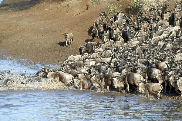 Herd of migrating wildebeest (Connochaetes taurinus) crossing Mara River