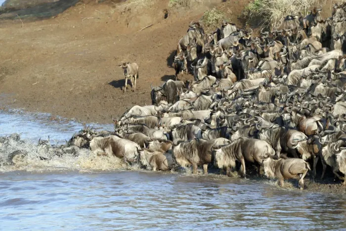 Framed Print : Herd of migrating wildebeest (Connochaetes taurinus) crossing Mara River Framed Print : Herd of migrating wildebeest (Connochaetes taurinus) crossing Mara River