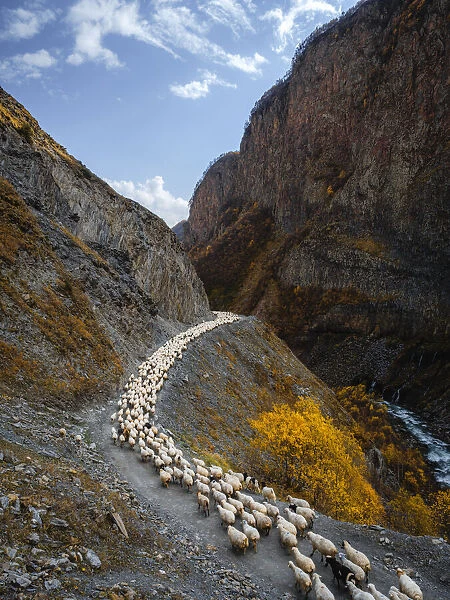 A herd of sheep going through Truso Valley, Kazbegi, Georgia (Sakartvelo), Central Asia