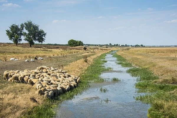 Herd of sheep grazing on a little channel, Besalma, Gagauzia, Moldova