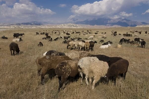 Herd of sheep at pasture, Torugart, Kyrgyzstan, Central Asia