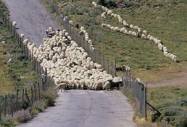 Herd of sheep on road