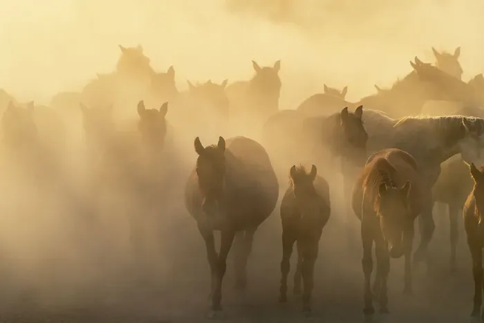 Framed Print : Herd of wild and semi-wild Yilki horses running in dust at sunset, Hacilar, Kayseri, Cappadocia, Anatolia, Turkey, Asia Minor, Asia Framed Print : Herd of wild and semi-wild Yilki horses running in dust at sunset, Hacilar, Kayseri, Cappadocia, Anatolia, Turkey, Asia Minor, Asia